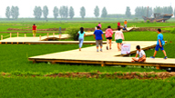 <div class='new_lzbiao'>北井子“稻画船说”风景区</div>