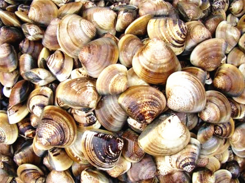 ĸ500375.jpg