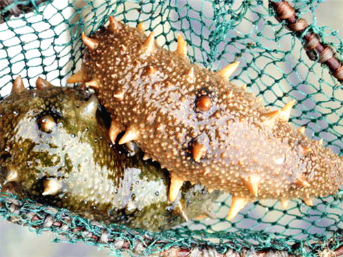 海参500375.jpg 海参500375.jpg