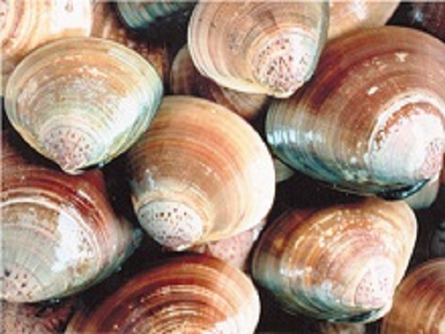 ĸ500375.jpg